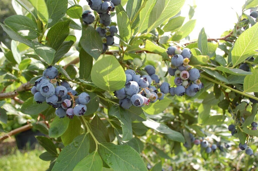 Top Foods for Boosting Your Health